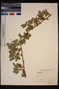 Ribes tularense image